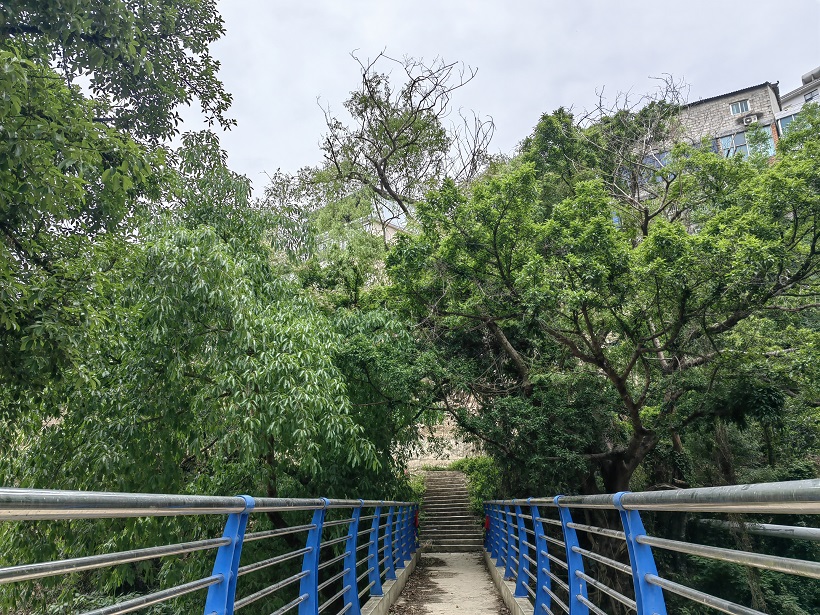 設(shè)里河河邊榕樹(shù)1.jpg